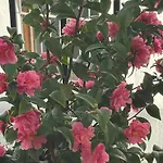 Dom wakacyjny Camelias *