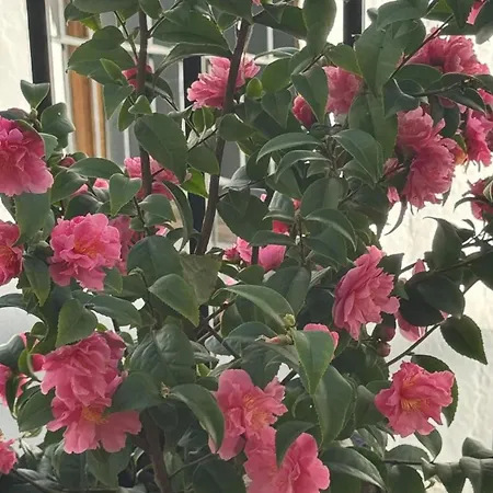 Hébergement de vacances Camelias *