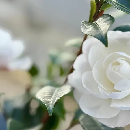 Camelias *