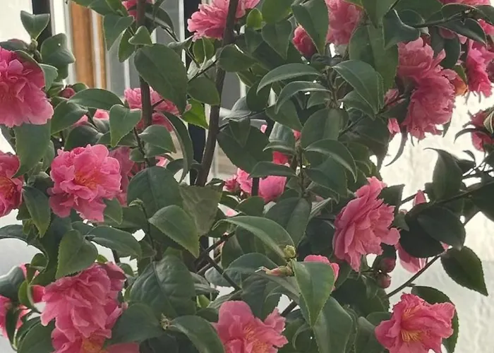 Сasa de vacaciones Camelias *